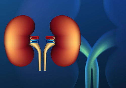 Urology & Kidney transplant